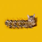 catapillar