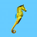 seahorse