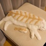 貓毛十二