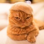 貓毛十四