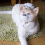 貓毛四