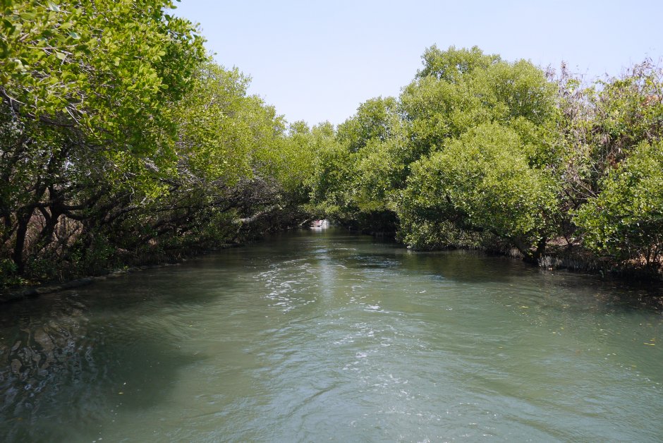 【台南藝點】四草綠色隧道