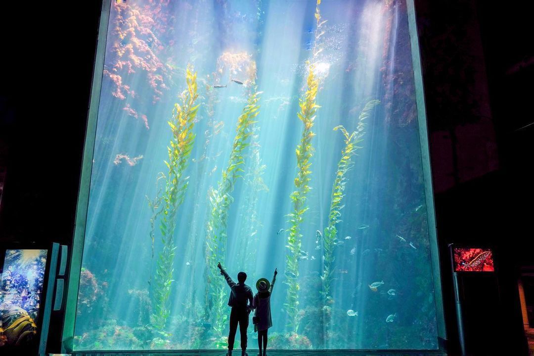 全台最大「屏東海生館」5大打卡亮點!巨型海藻唯美壯觀、最新螢光墻如海上星河 圖/IG@beckhamhong66授權