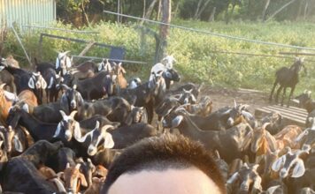 返鄉青年-陳弘銘與新金青年-洪銘志聯手共同創業 風車畜牧場 開展金門新畜牧業之章